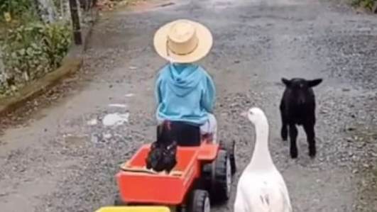 Bebê campeiro: menino faz passeios com animais de fazenda em seu carrinho e viraliza